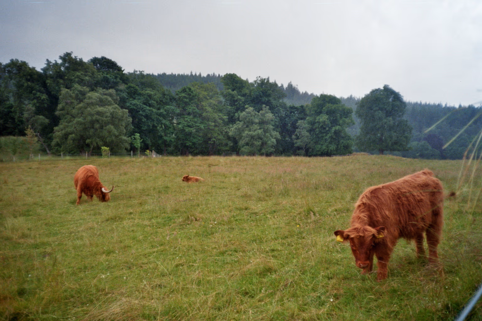 Scotland travel photograph 13 of 15 — by Isaak De Coninck (2024)